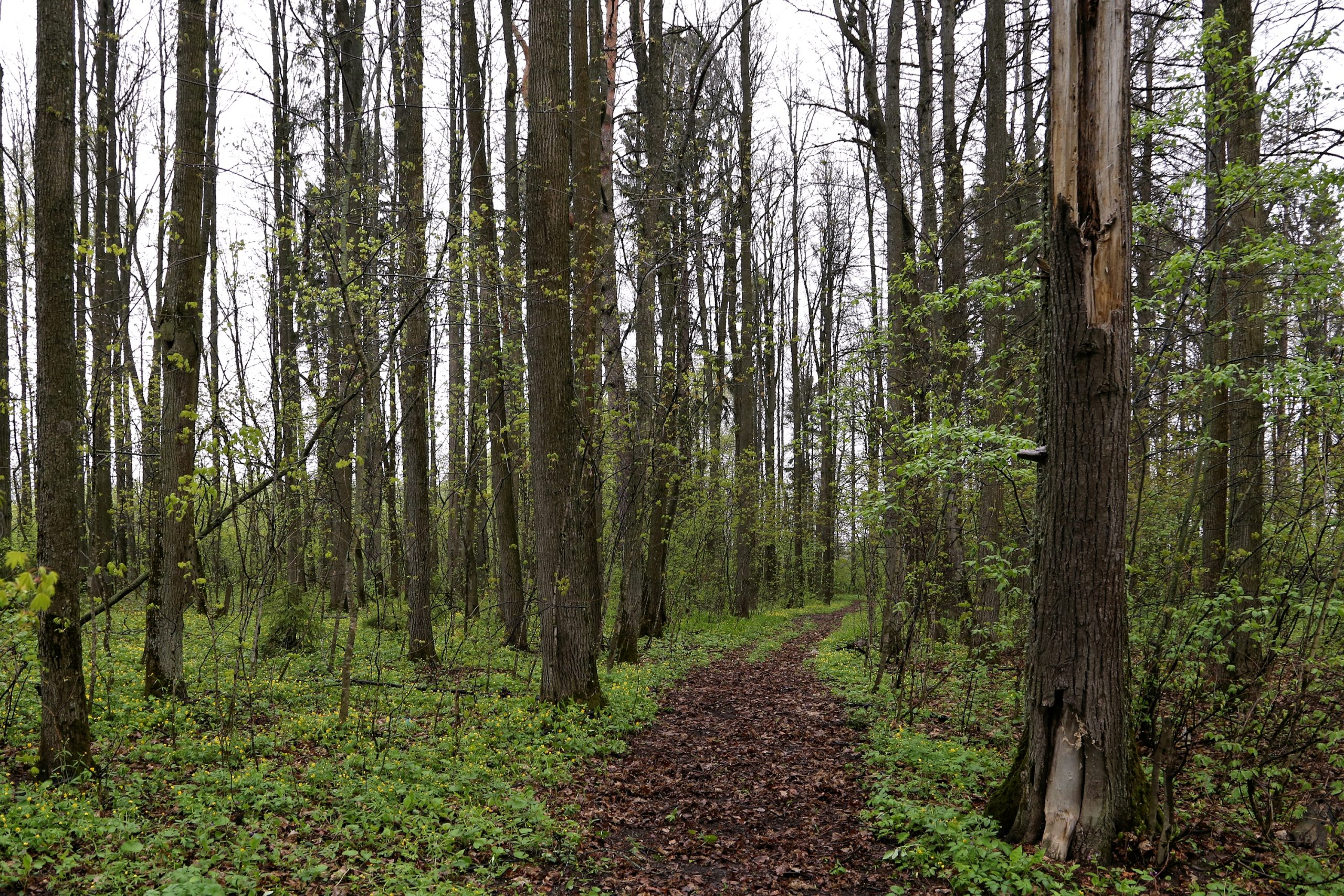 Жерехово,_парк_усадьбы_Оболенских_2