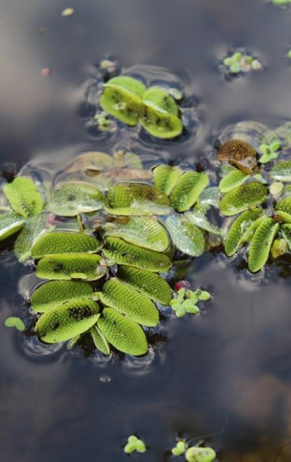 Экопросвещение