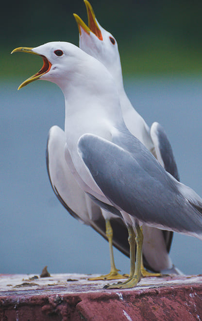 Научная деятельность