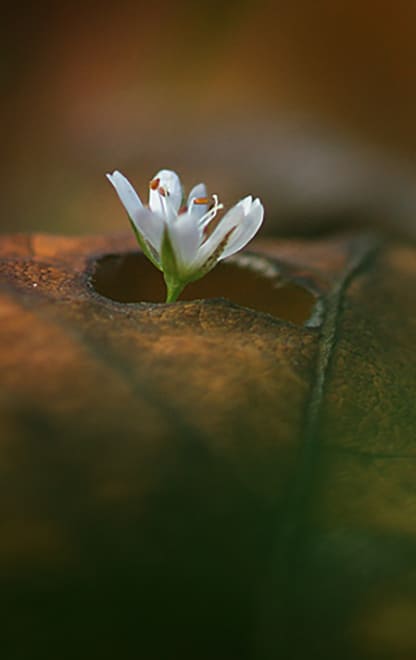 Красная книга