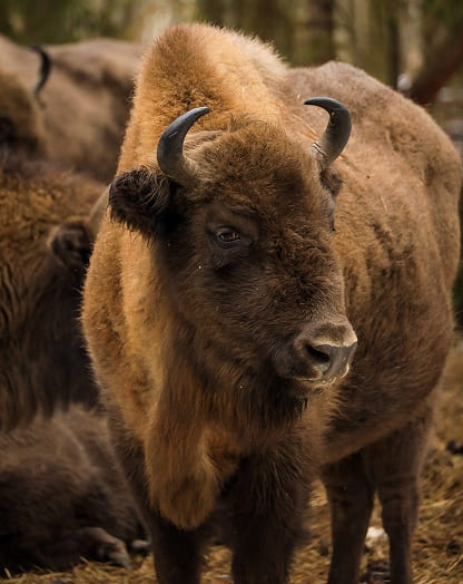 Получить разрешение на посещение ООПТ