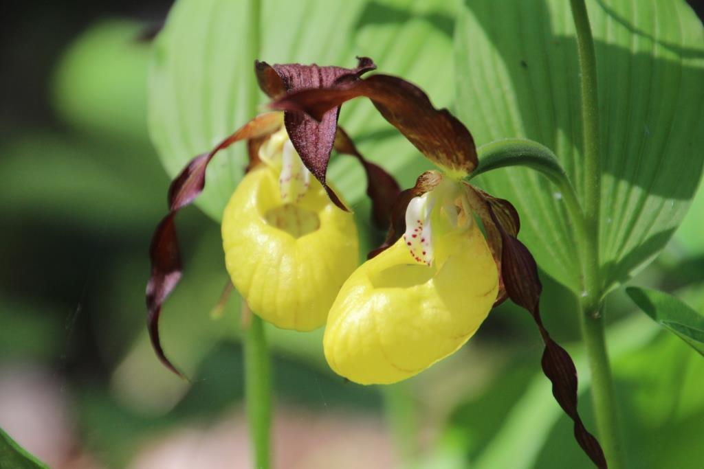 Край северных орхидей