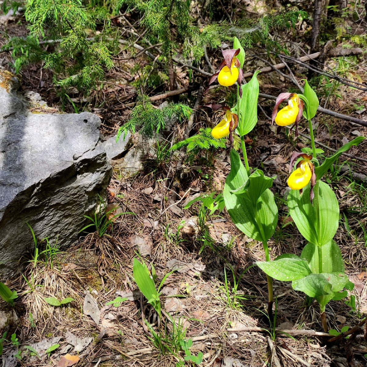 Край северных орхидей