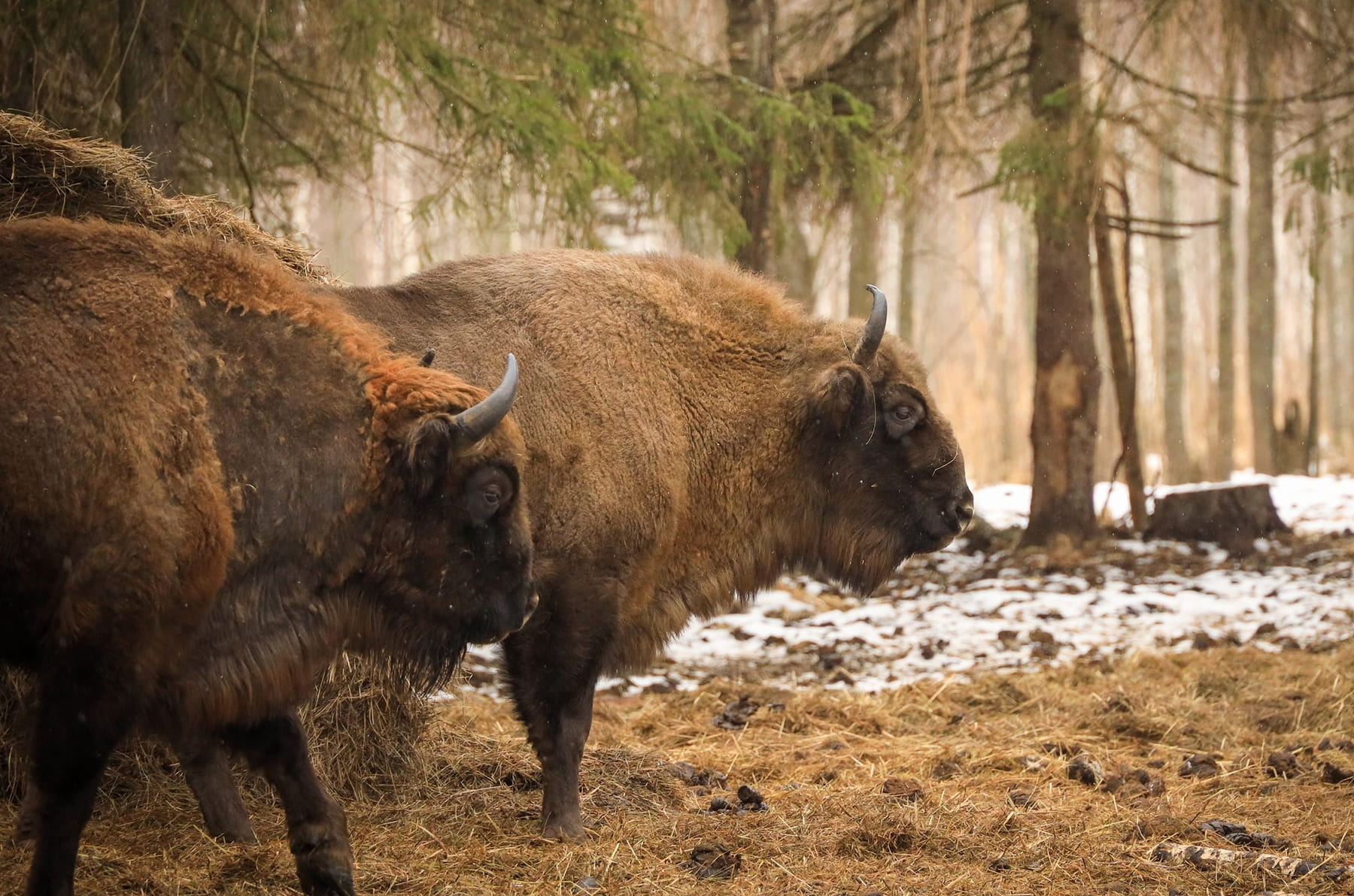 Тропою могучего зубра