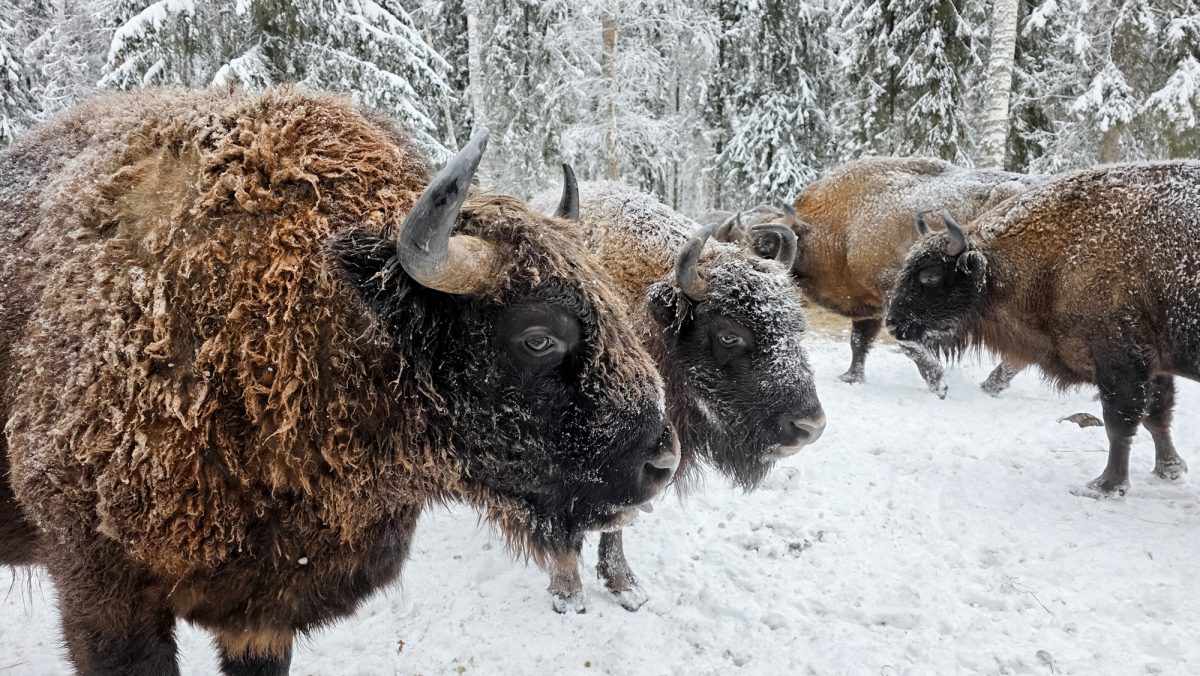 Тропою могучего зубра