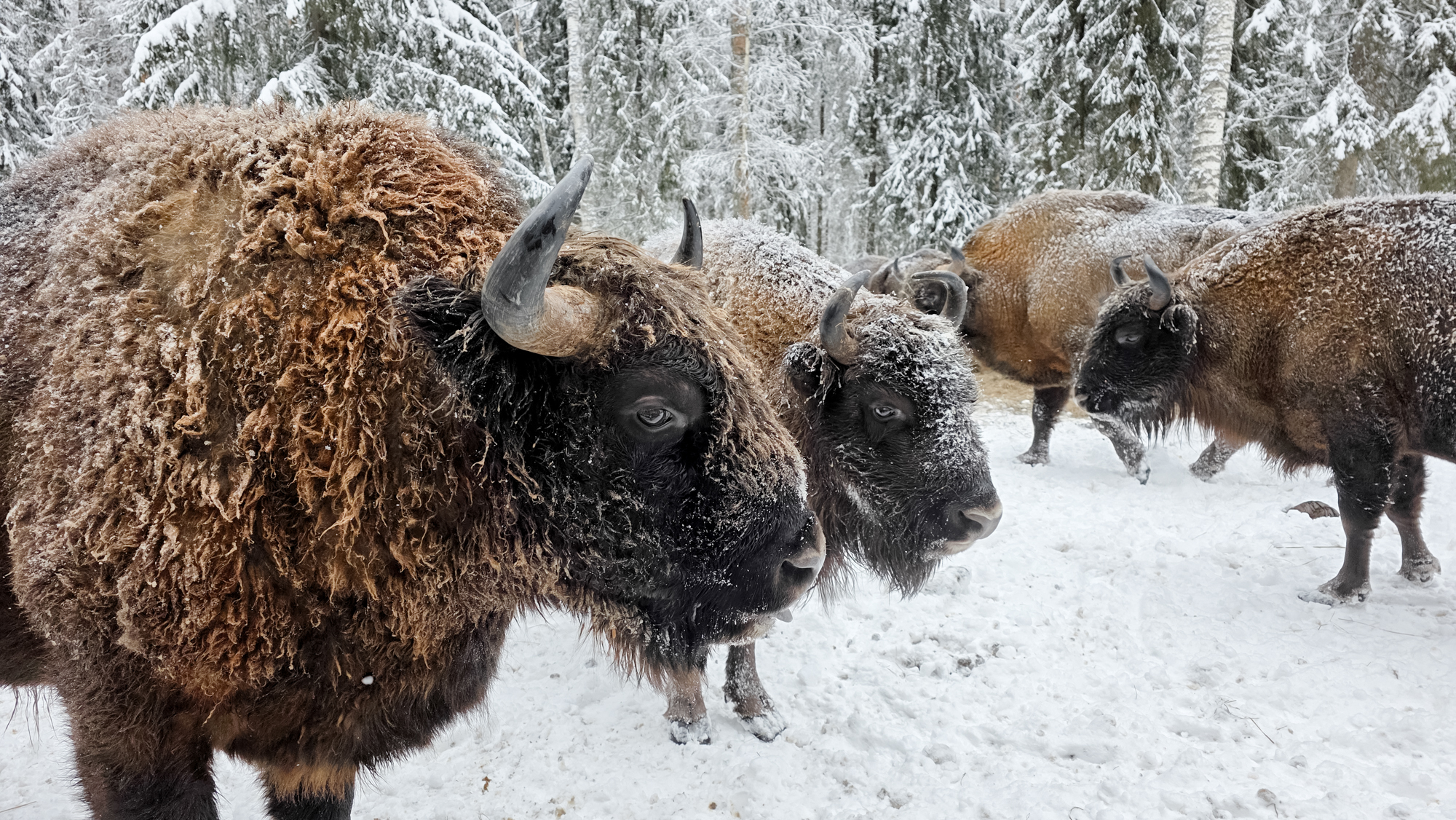 Тропою могучего зубра