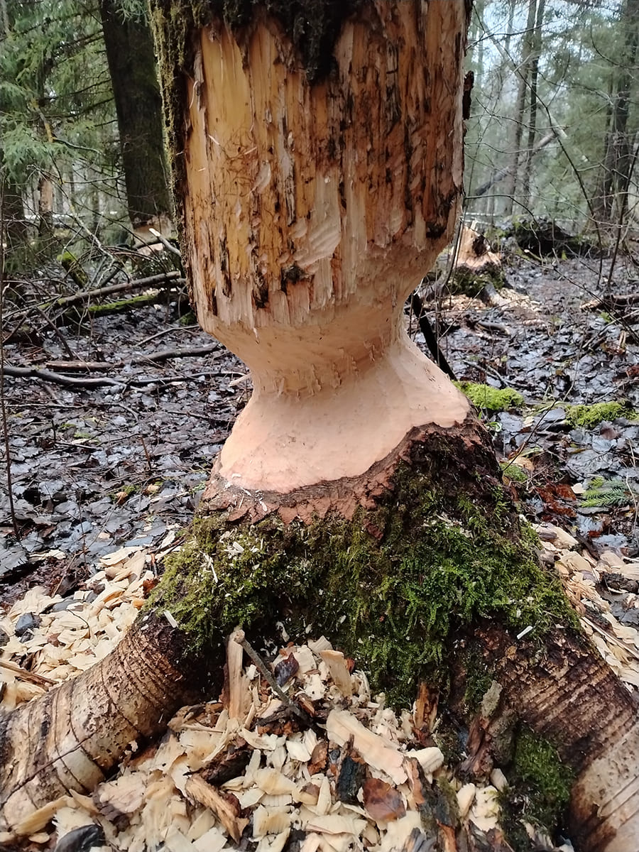 Давайте поговорим о бобрах