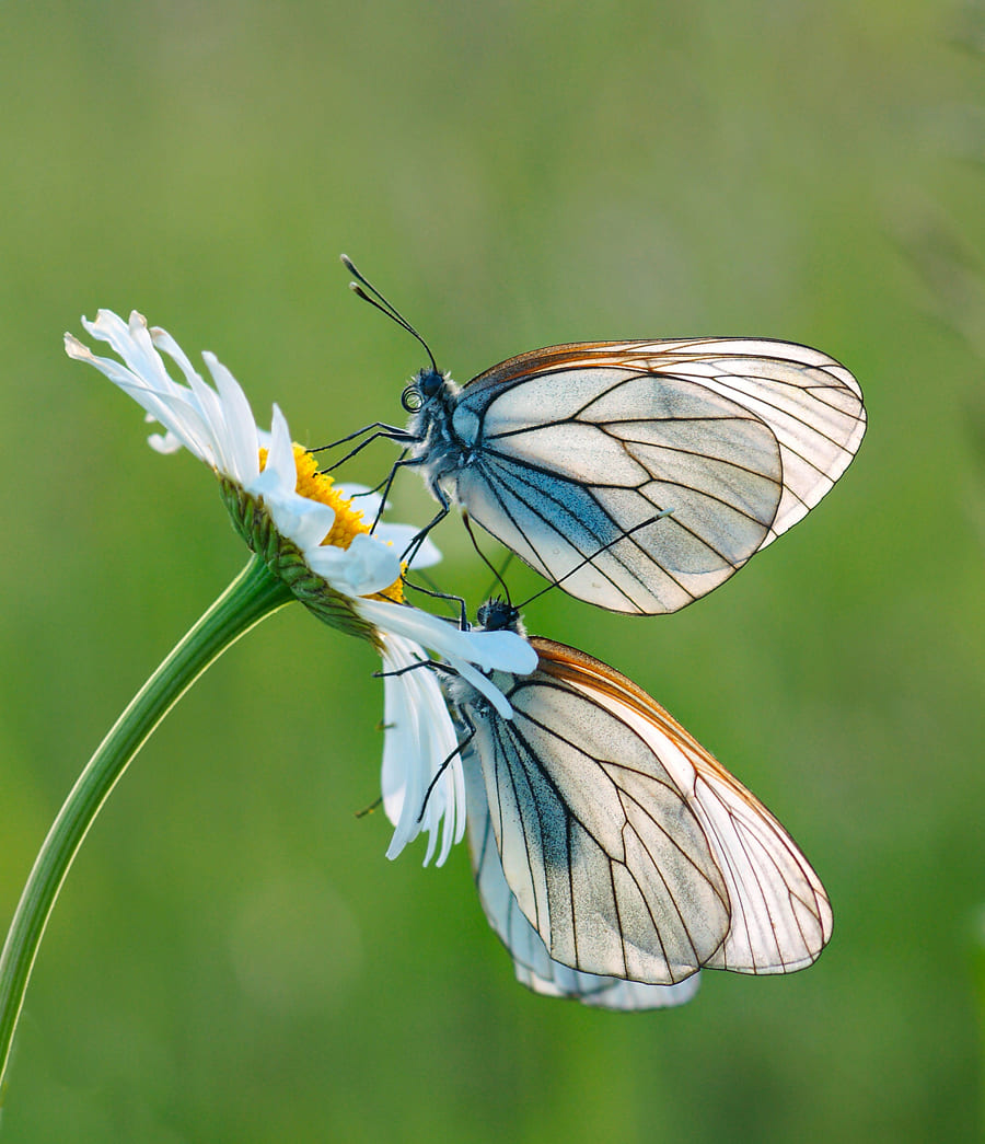 Боголюбовский луг