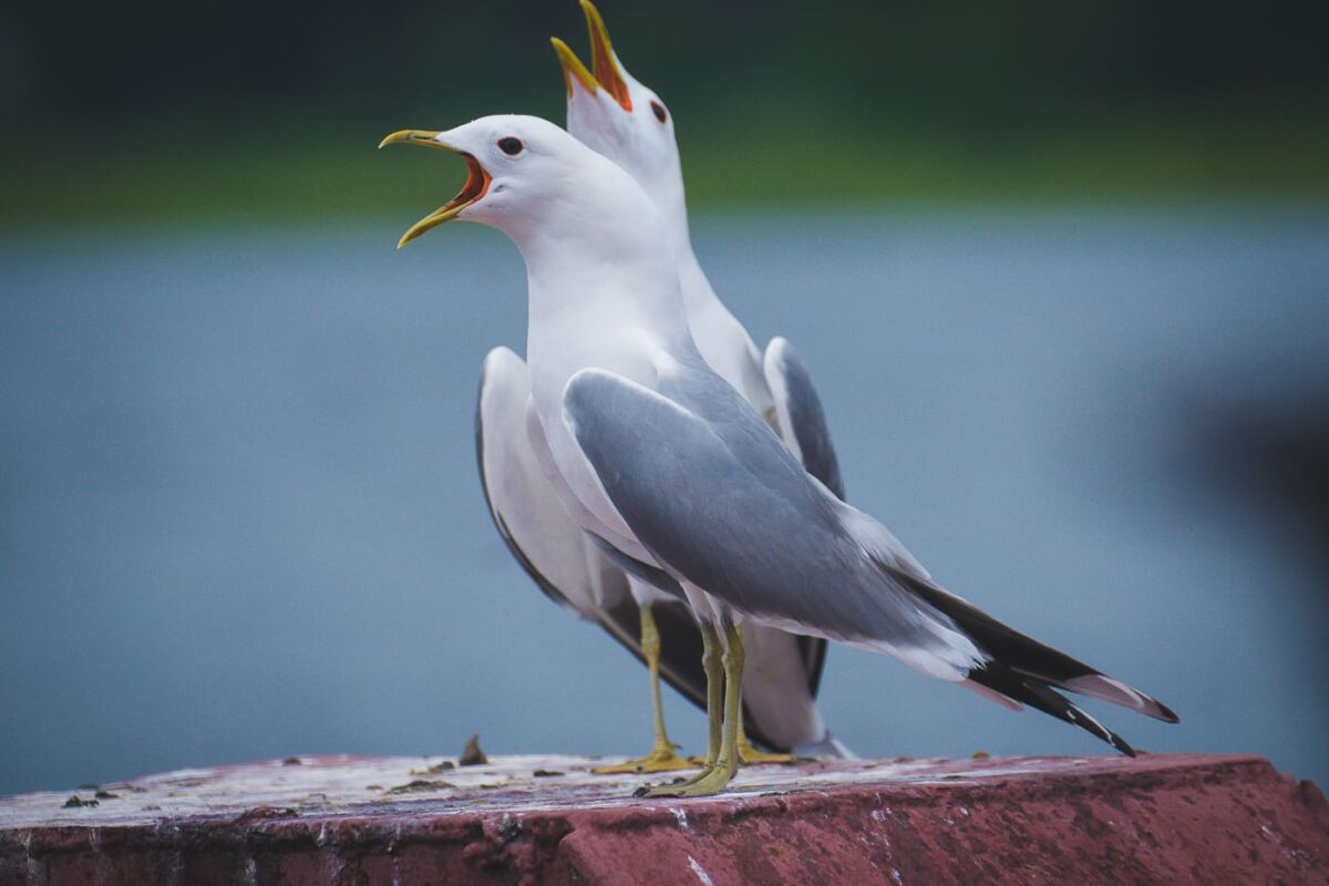 Карстовые озёра КЛЗ