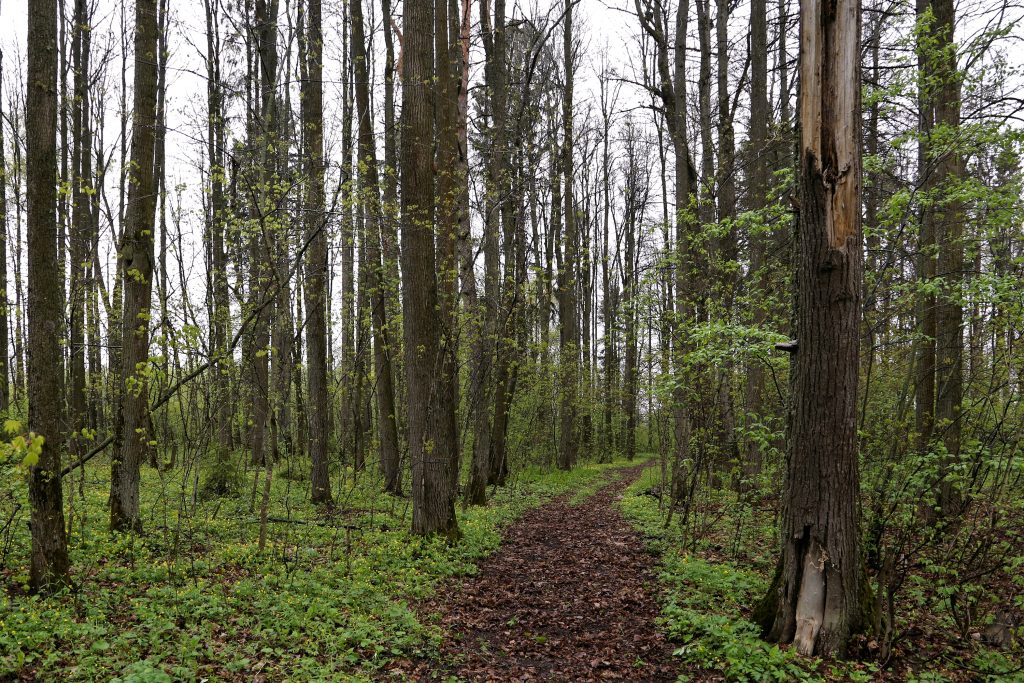 Общественные обсуждения по изменению режима заказника «Лесной массив «Оболенский лес»