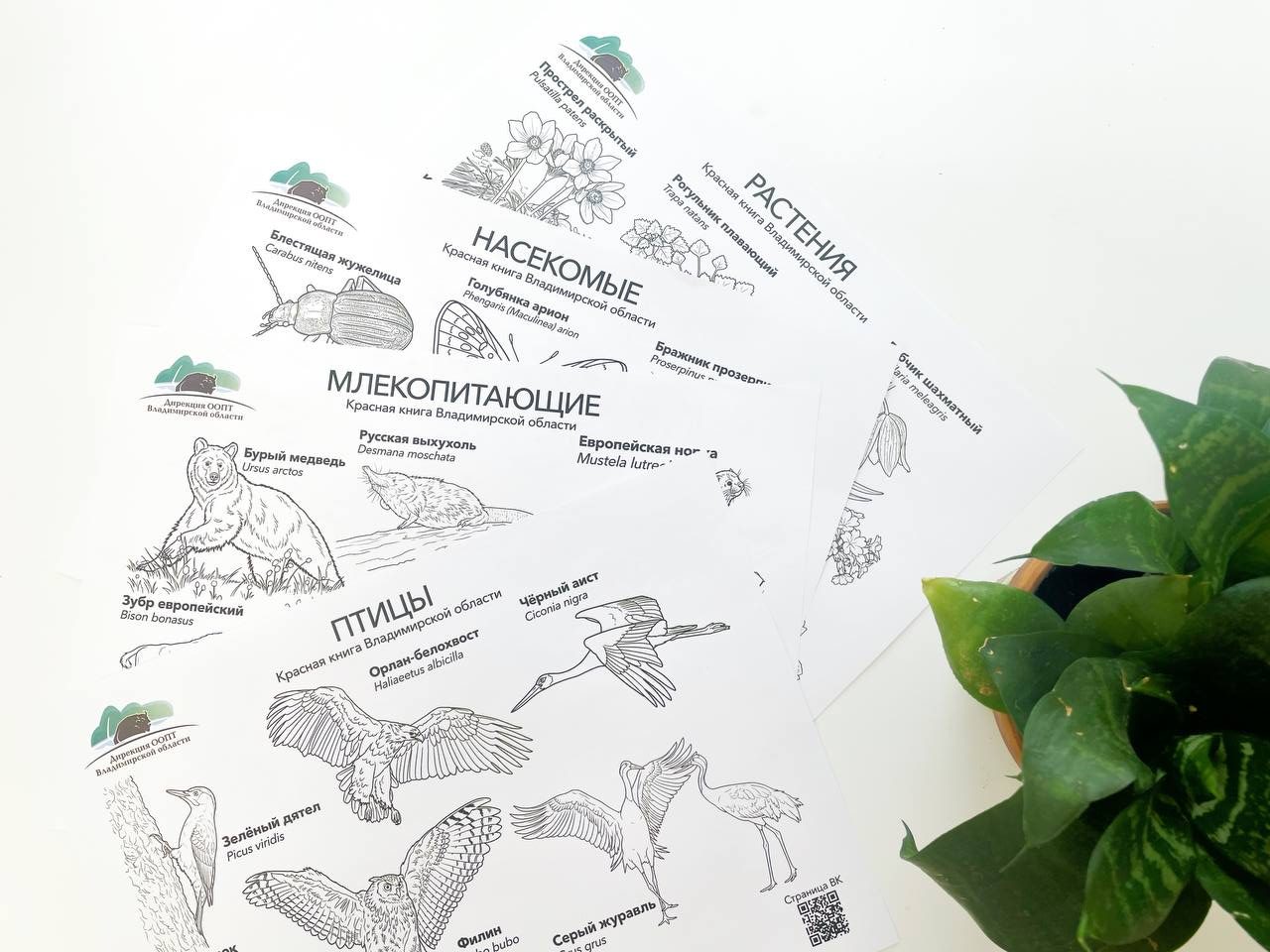 Цвета Красной книги